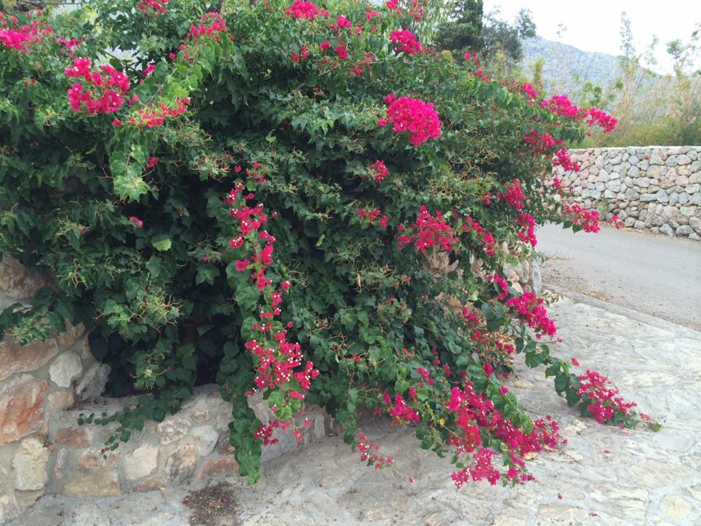 Jardi De Papallones 포엔샤 외부 사진